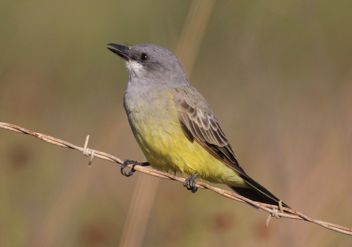 Cassin's Kingbird - Ethan Ring