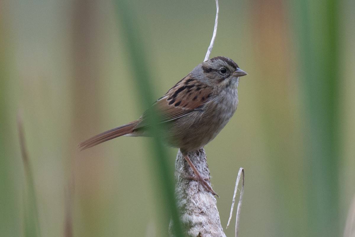 Swamp Sparrow - ML608622691