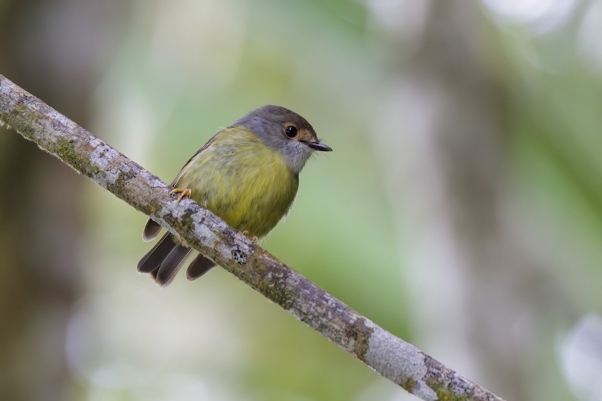 Pale-yellow Robin - ML608622767