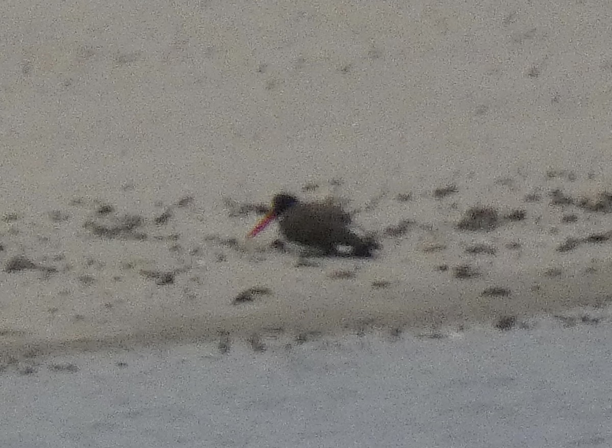 American Oystercatcher - ML608622858