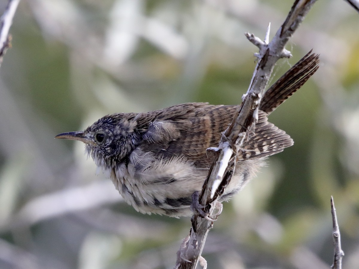 House Wren - ML608622878