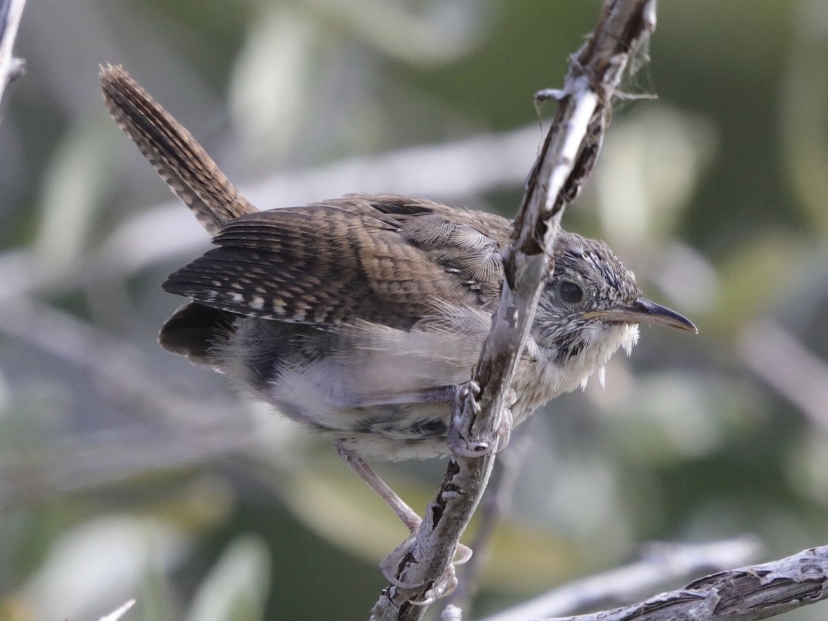 House Wren - ML608622884