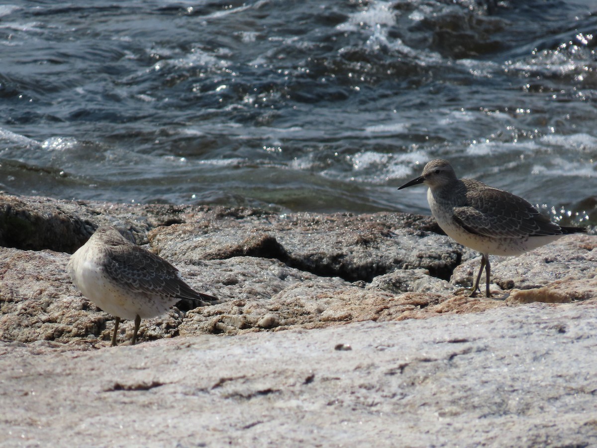 Red Knot - ML608622989