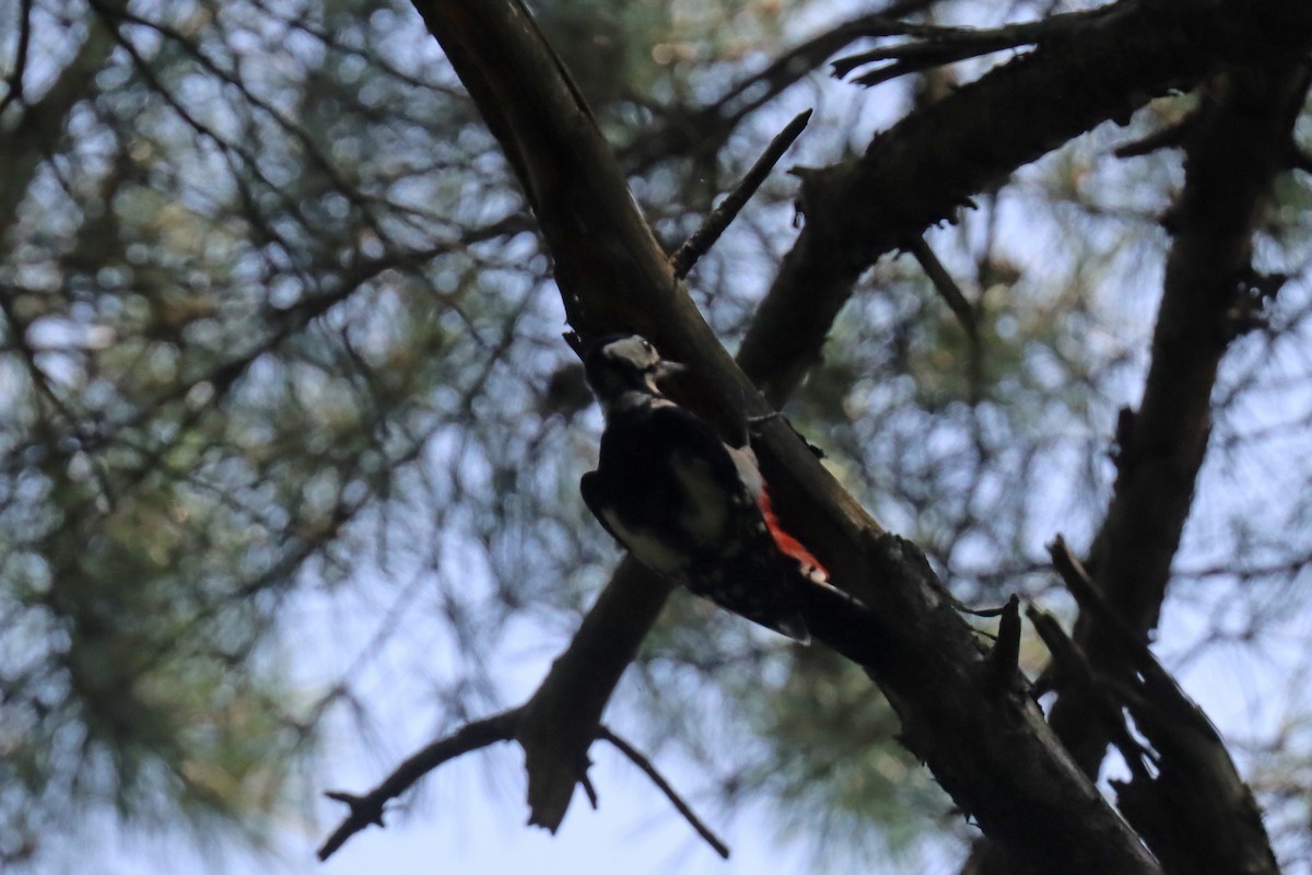 Great Spotted Woodpecker - ML608623041