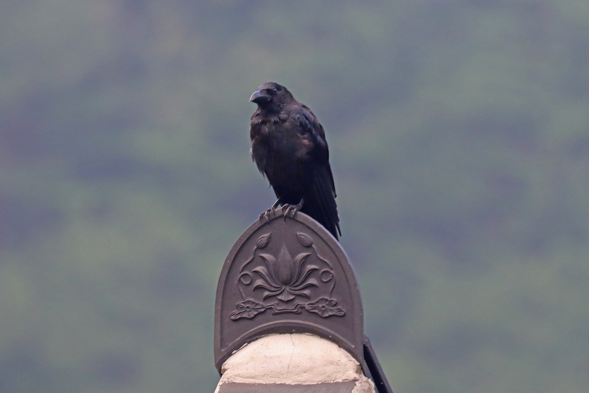 Large-billed Crow - ML608623051