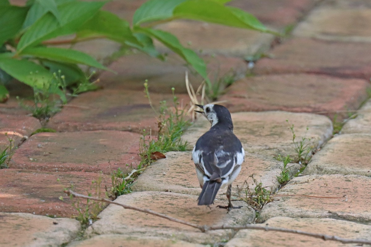 White Wagtail - ML608623086