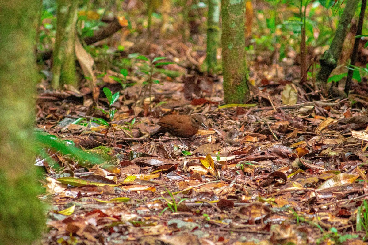 Rufous-breasted Leaftosser (Rufous-breasted) - ML608623129