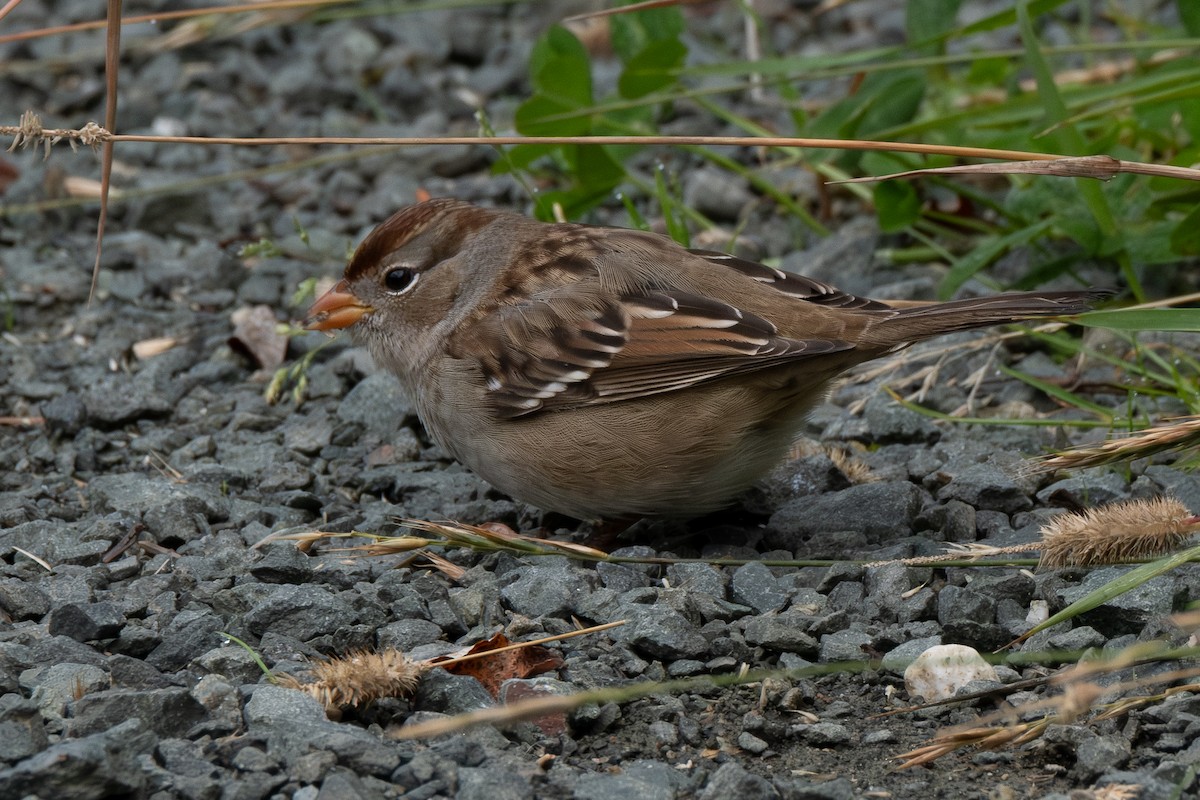 White-crowned Sparrow - Betsy Fischer