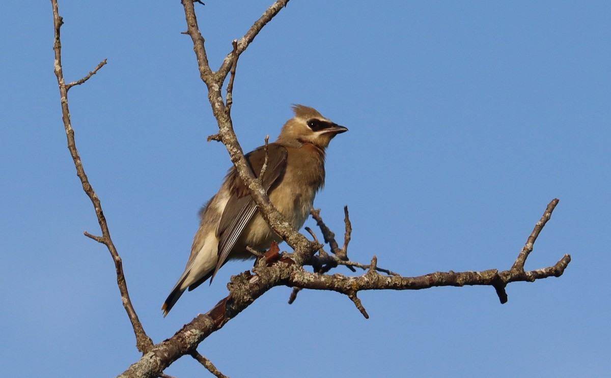 Cedar Waxwing - ML608623150