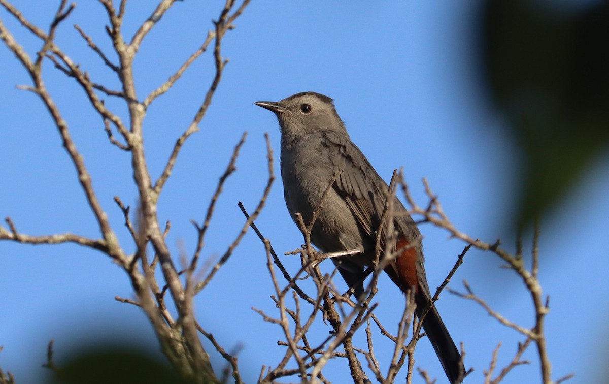 Gray Catbird - ML608623179