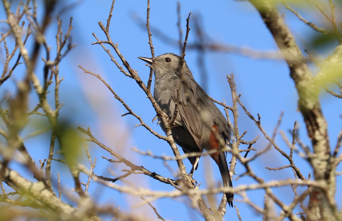 Gray Catbird - ML608623180