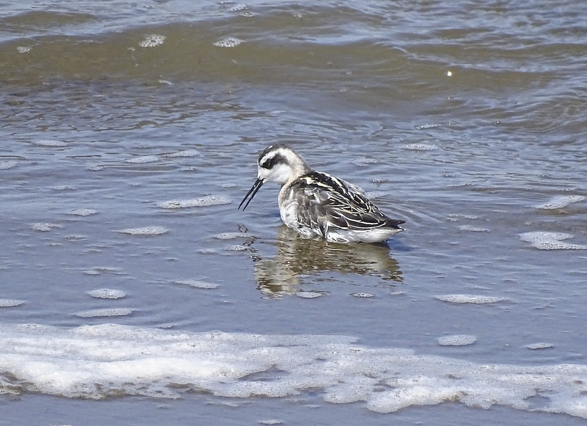 Red-necked Phalarope - ML608623195