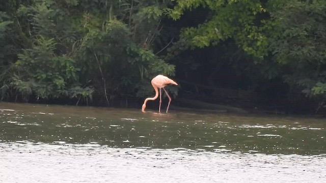 Amerika Flamingosu - ML608623211