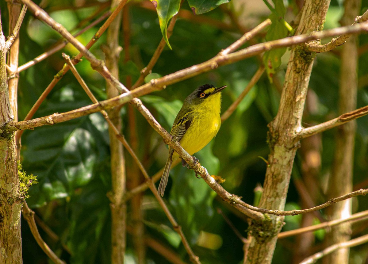 Gray-headed Tody-Flycatcher - Paulo Moura