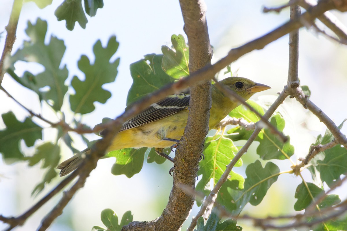 Western Tanager - ML608623263