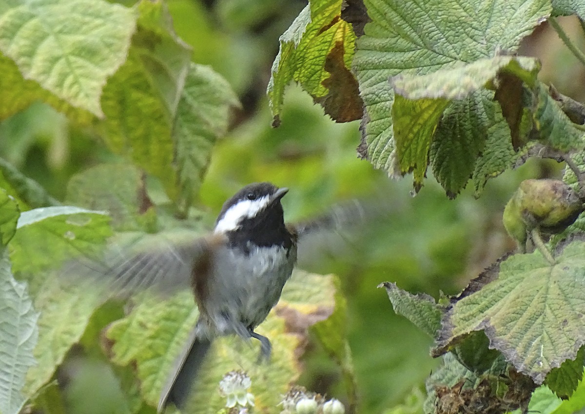 Chestnut-backed Chickadee - ML608623301