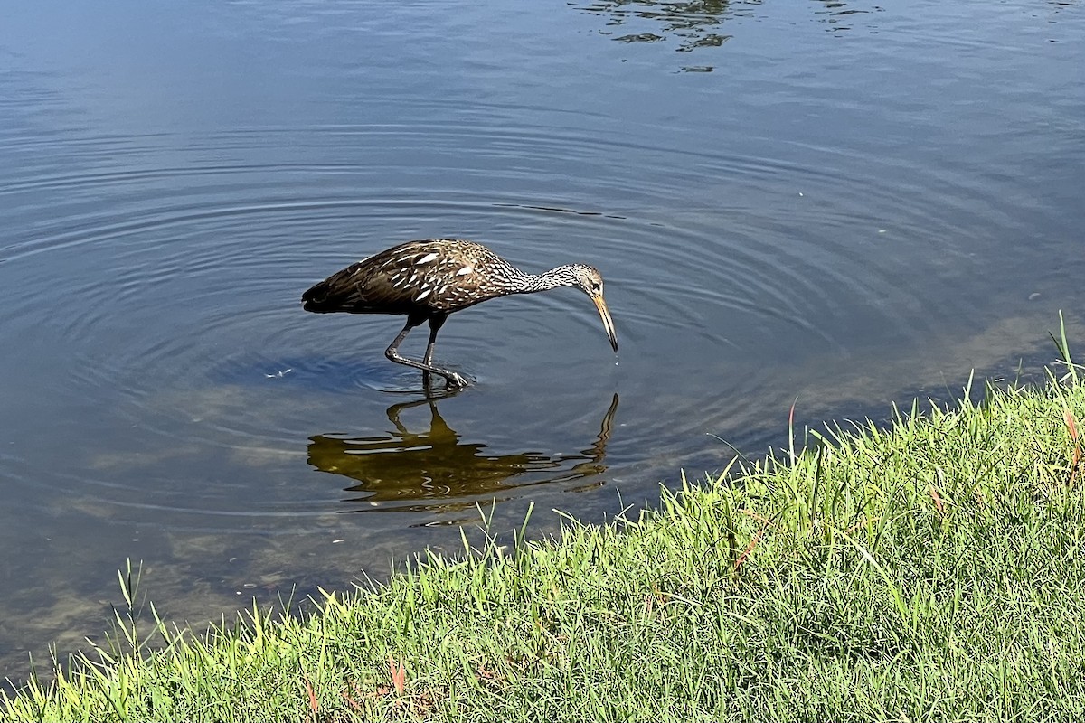 Limpkin - Bobbie Elbert