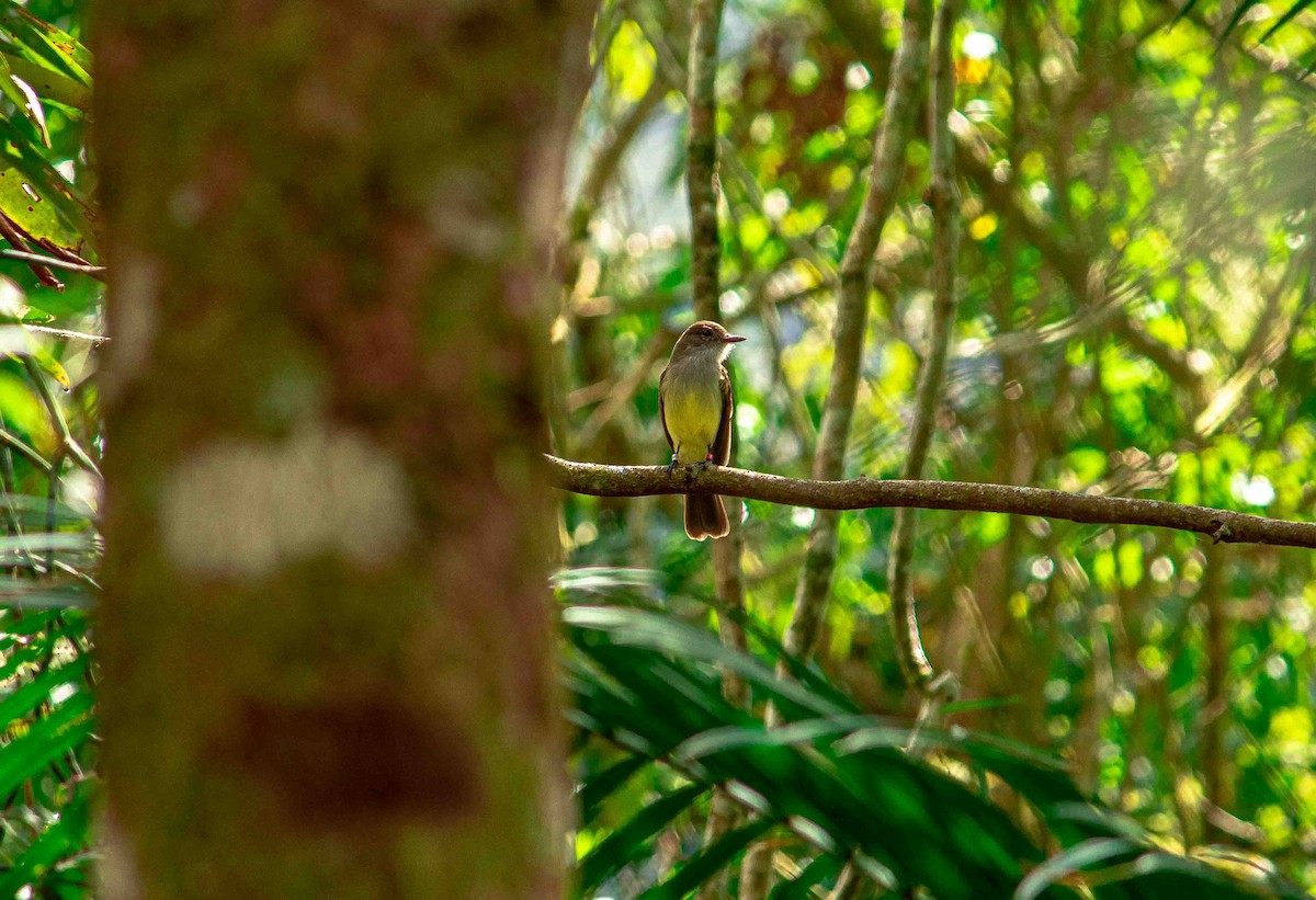 Short-crested Flycatcher - Paulo Moura