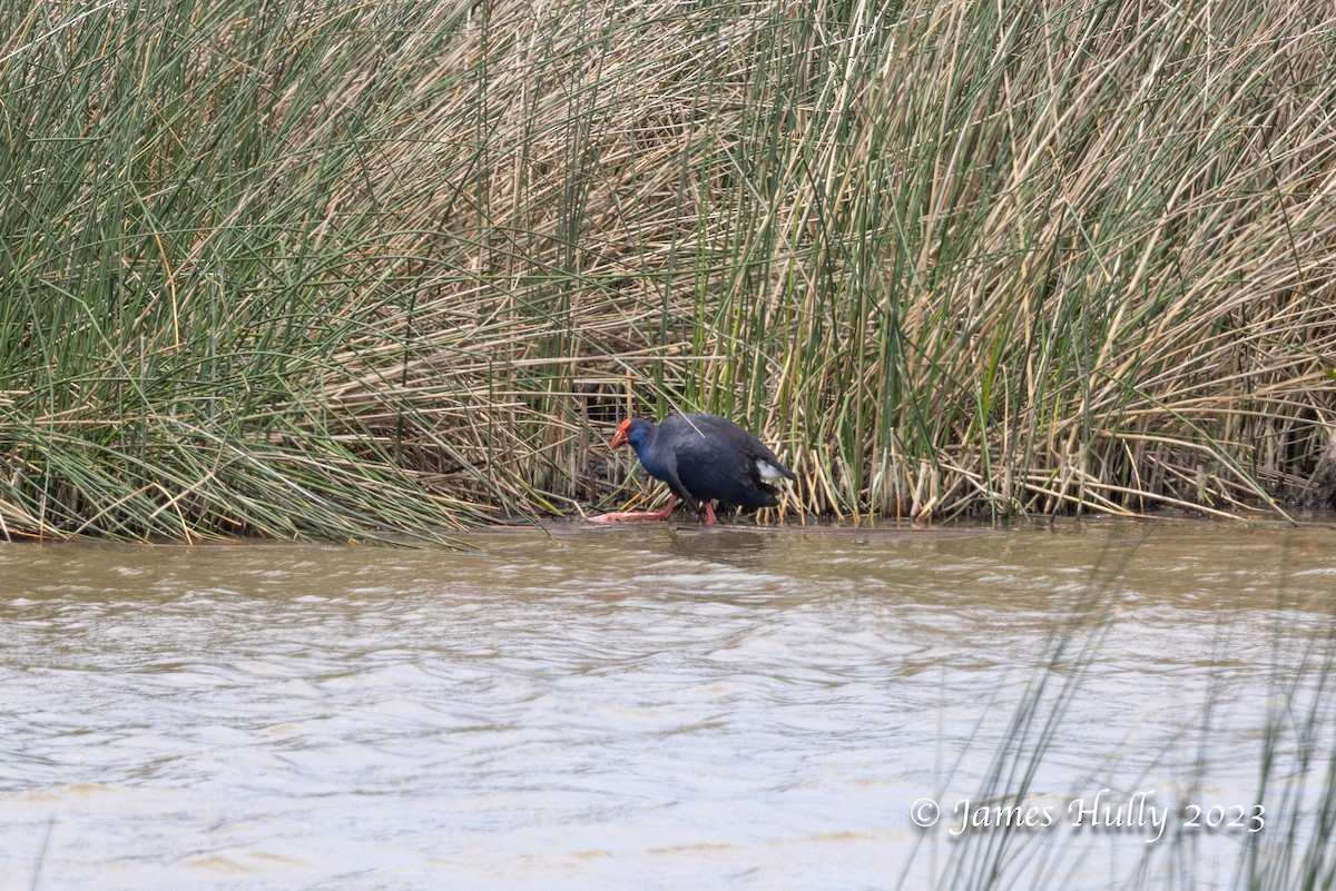 Western Swamphen - ML608623466