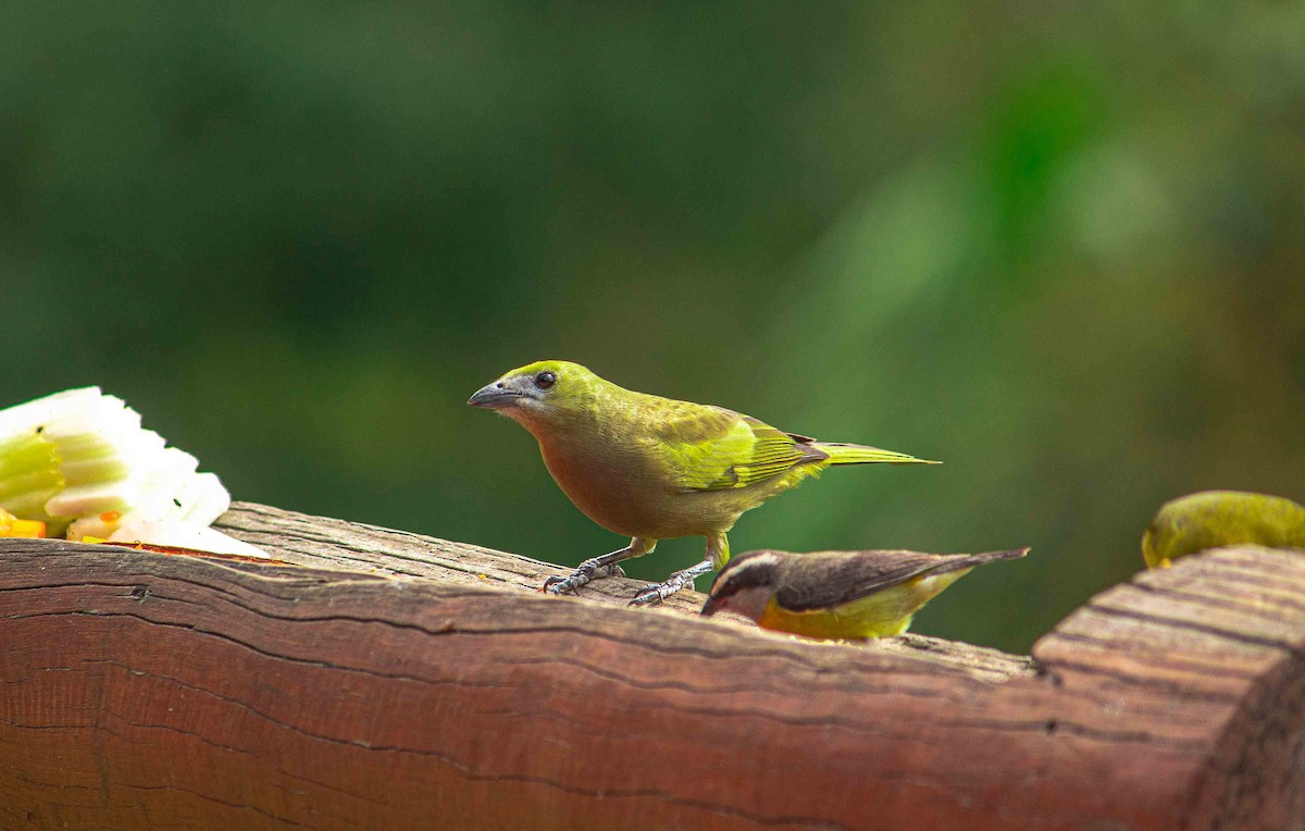 Palm Tanager - Paulo Moura
