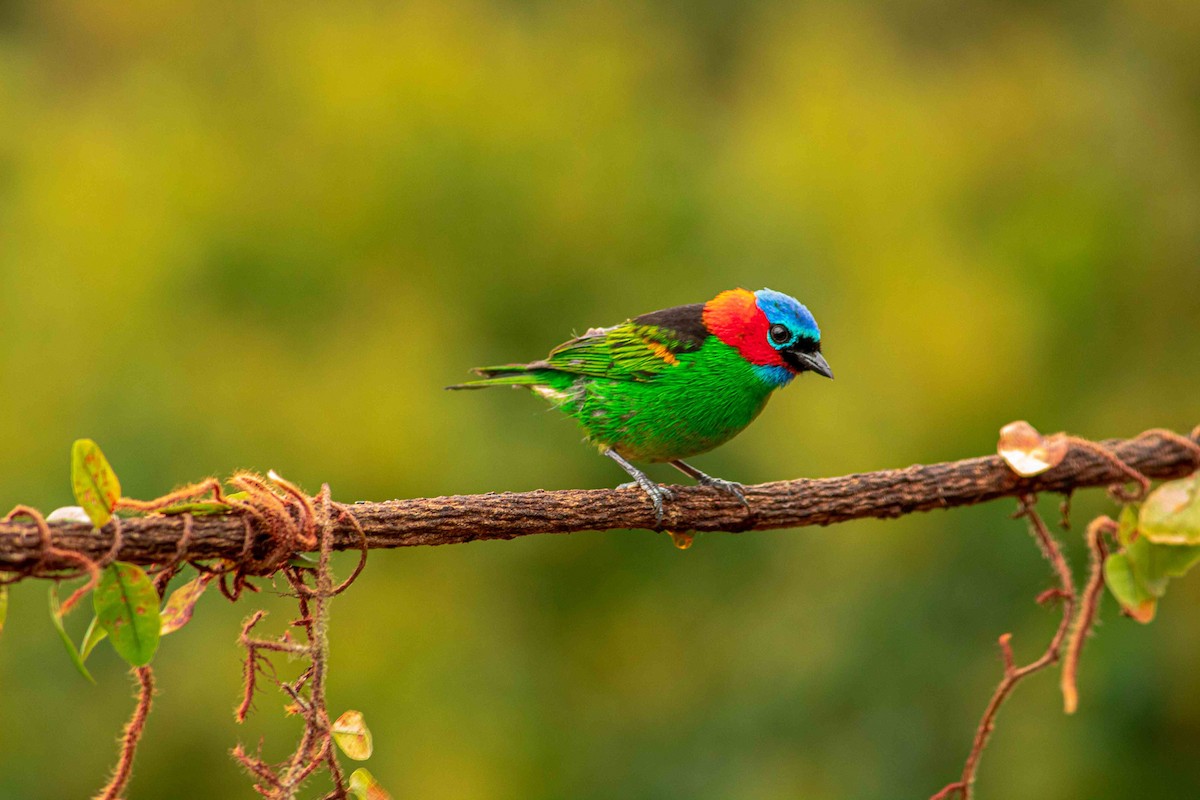 Red-necked Tanager - Paulo Moura