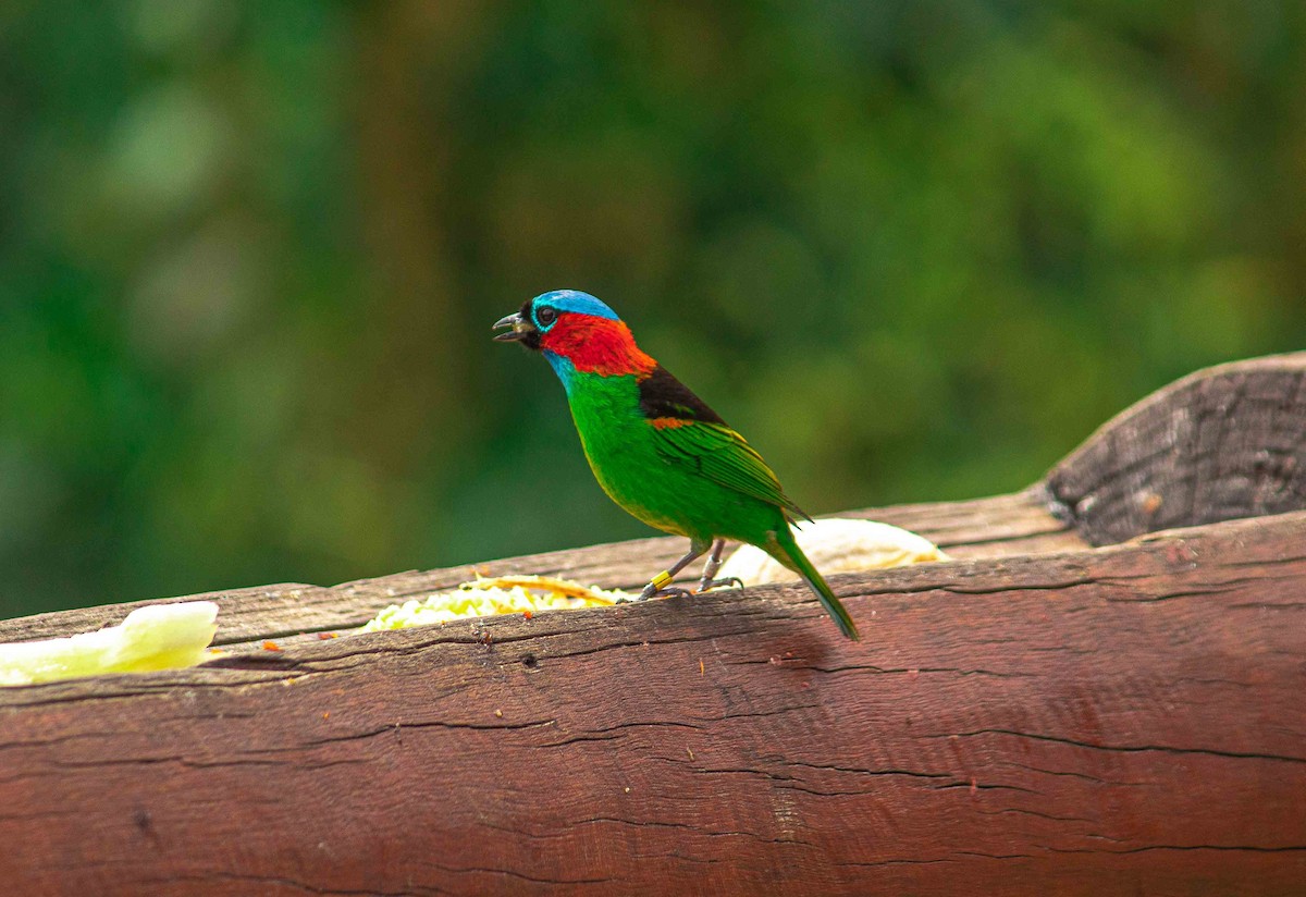 Red-necked Tanager - Paulo Moura
