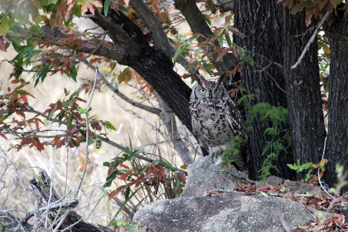 Spotted Eagle-Owl - Stuart Cooney