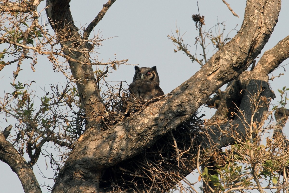 Verreaux's Eagle-Owl - Stuart Cooney