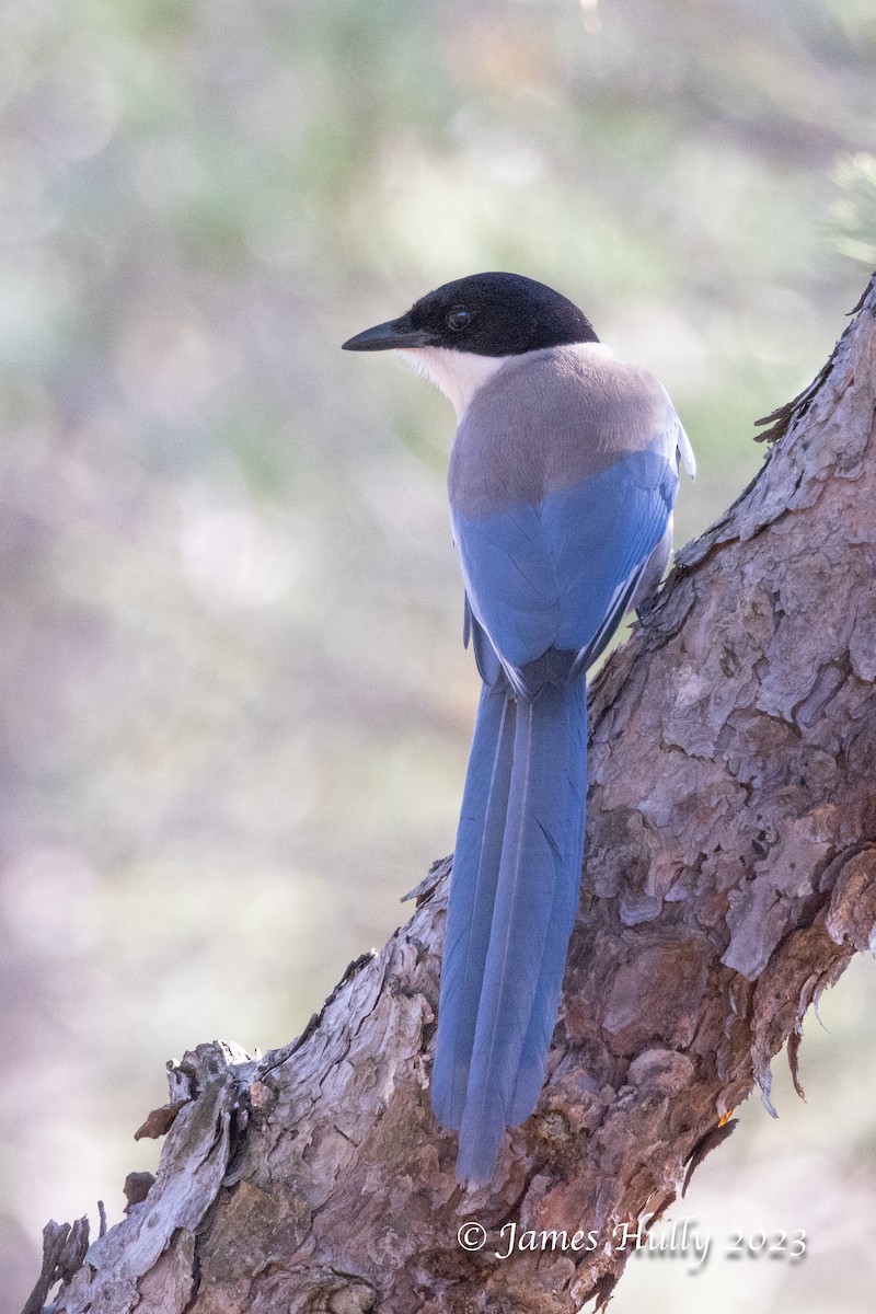 Iberian Magpie - ML608623667