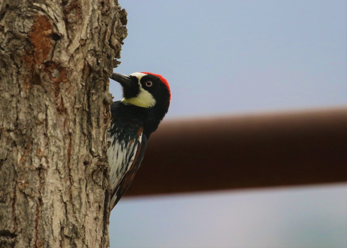 Acorn Woodpecker - ML608623678