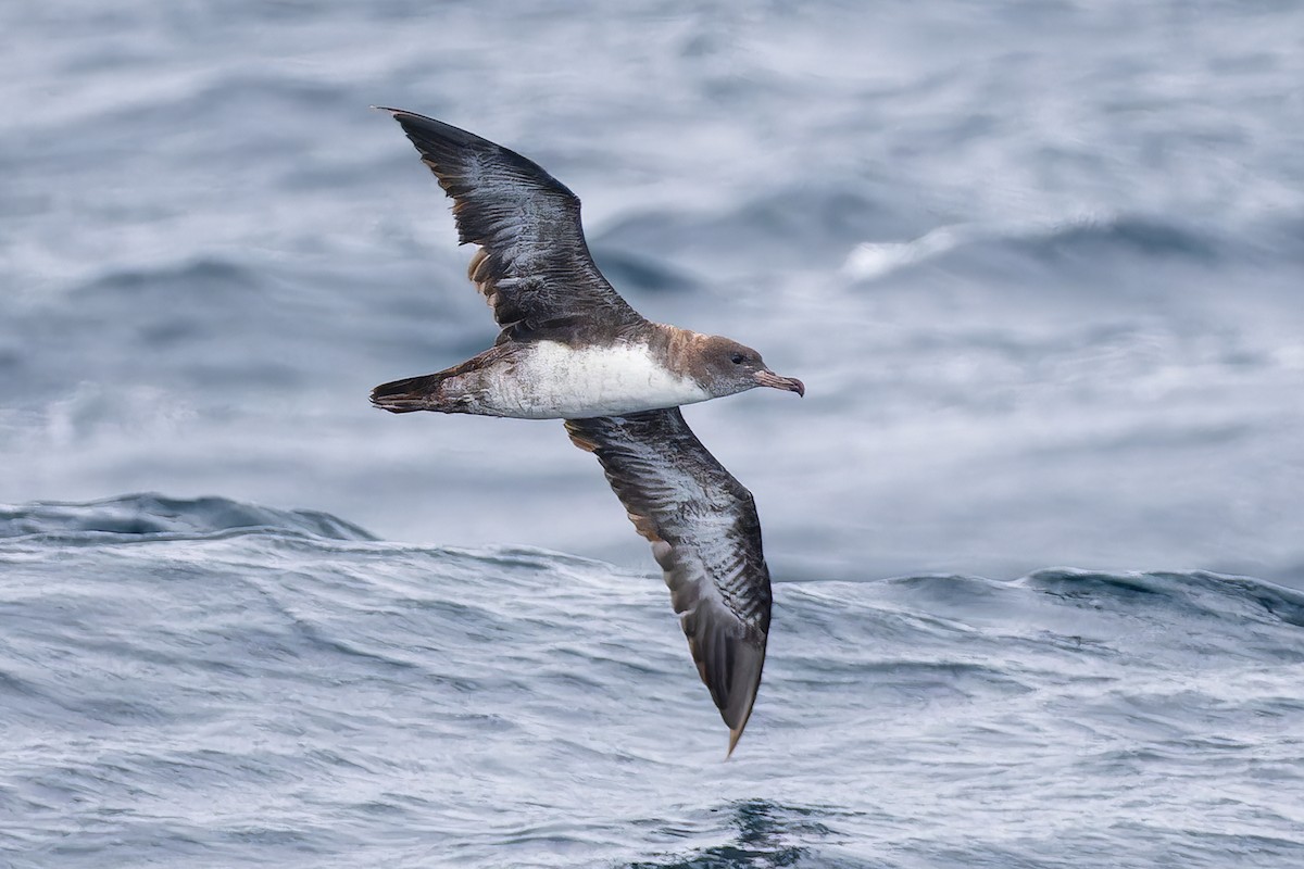 Pink-footed Shearwater - Giancarlo Vera
