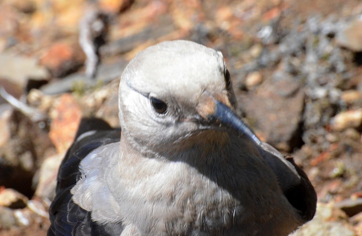 Clark's Nutcracker - ML608623806