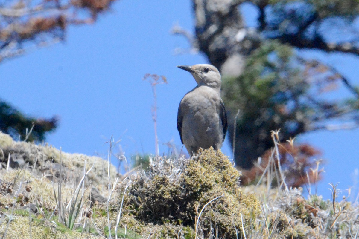 Clark's Nutcracker - ML608623807