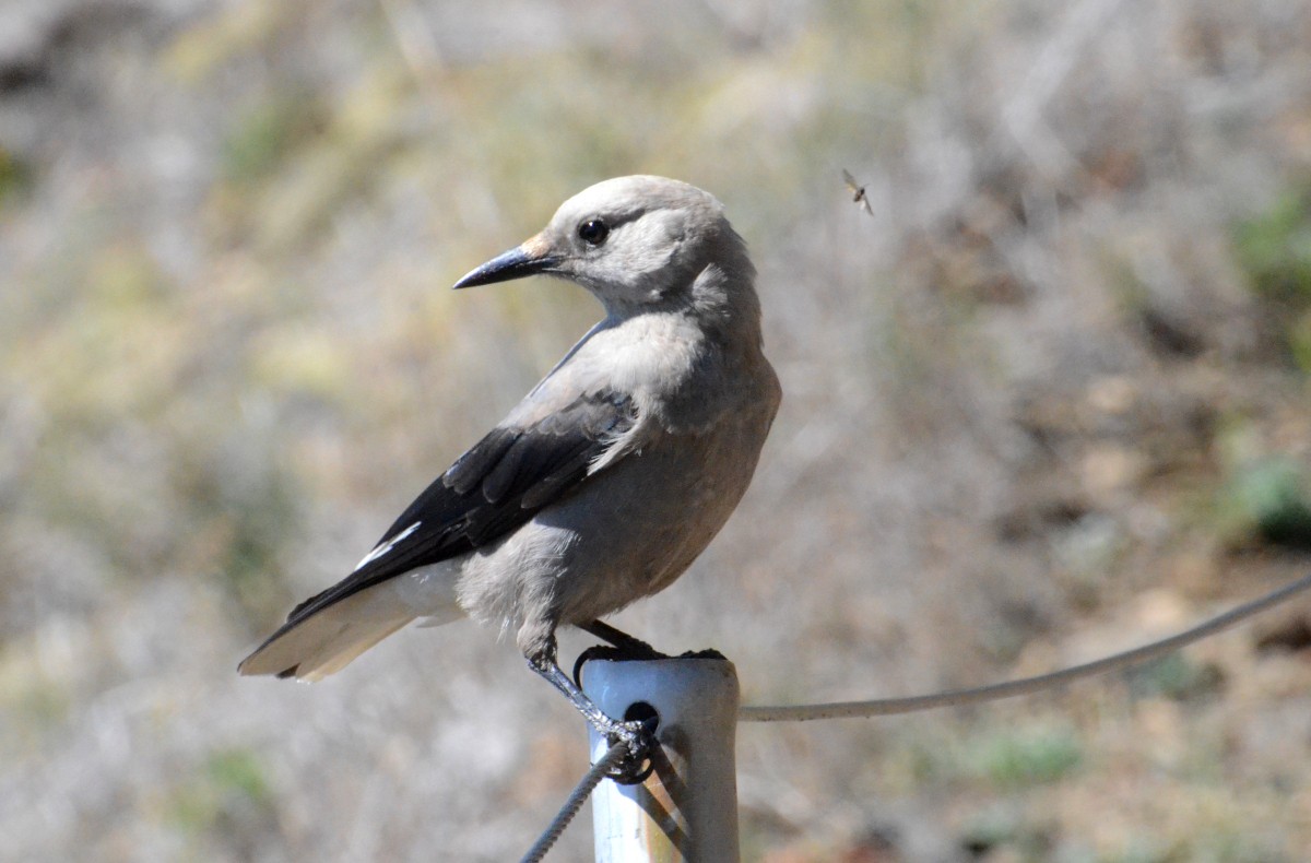 Clark's Nutcracker - ML608623808