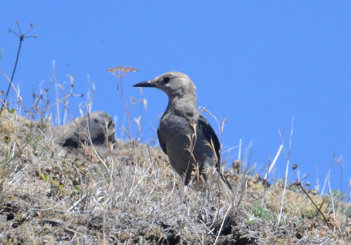 Clark's Nutcracker - ML608623809