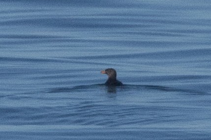 Rhinoceros Auklet - ML608623895