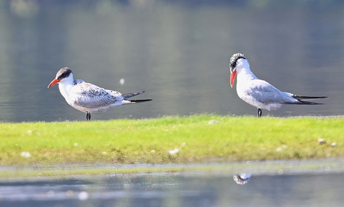 Caspian Tern - ML608623899