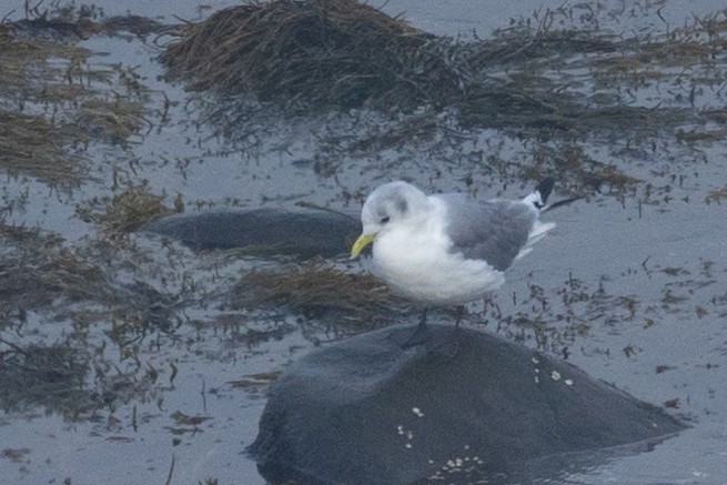 Mouette tridactyle - ML608623966