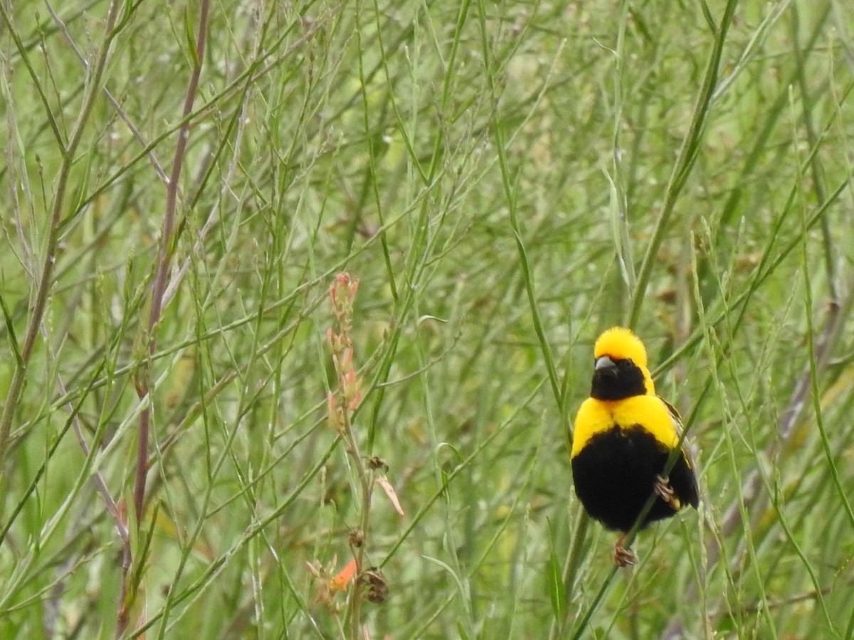 Yellow-crowned Bishop - Nelson Conceição