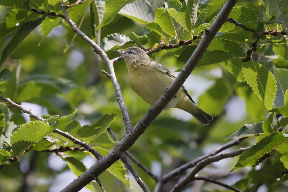 Philadelphia Vireo - ML608624172