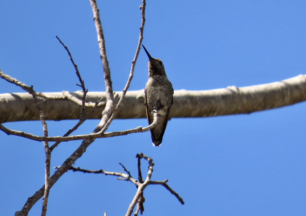 Anna's Hummingbird - ML608624198