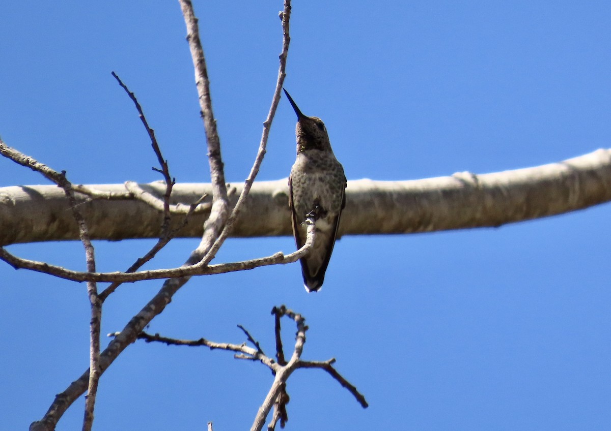 Anna's Hummingbird - Petra Clayton