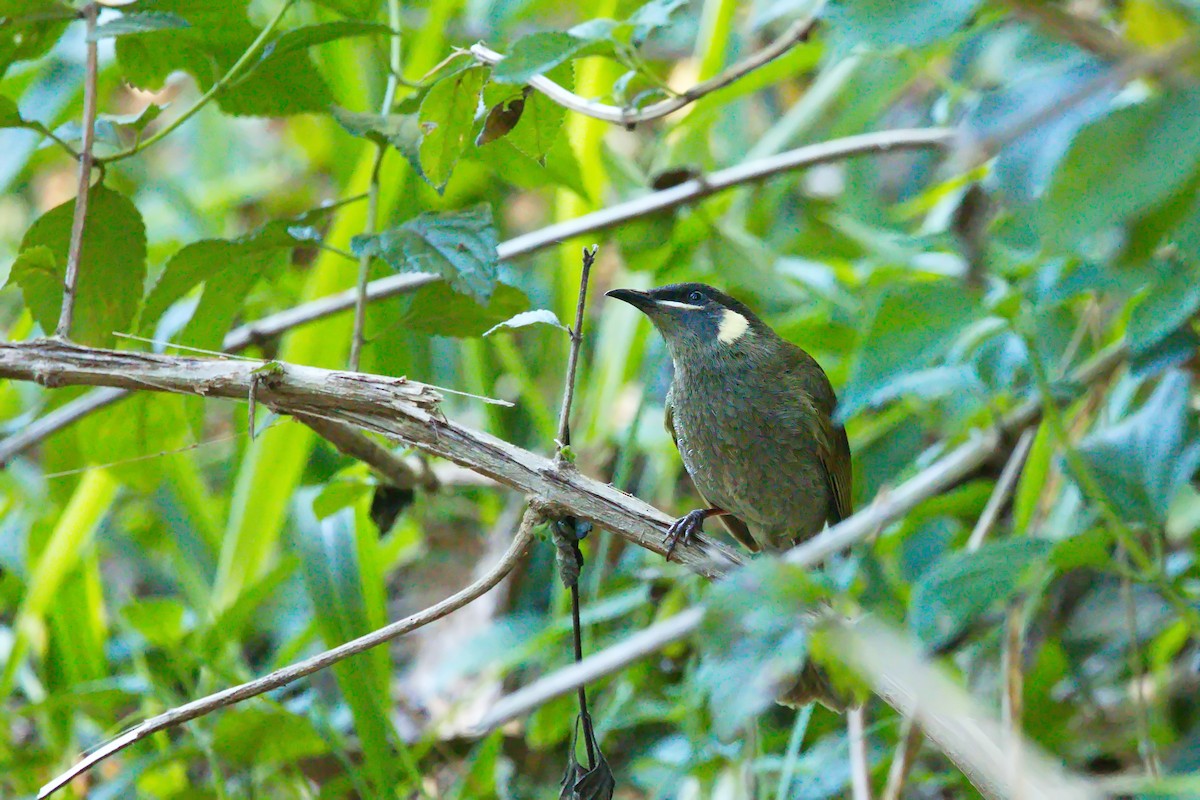 Lewin's Honeyeater - ML608624219