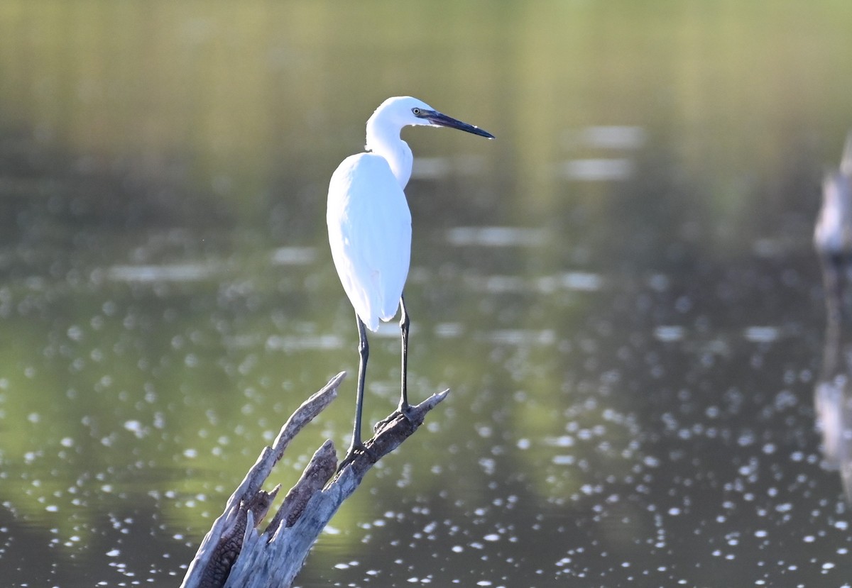 Reddish Egret - ML608624292