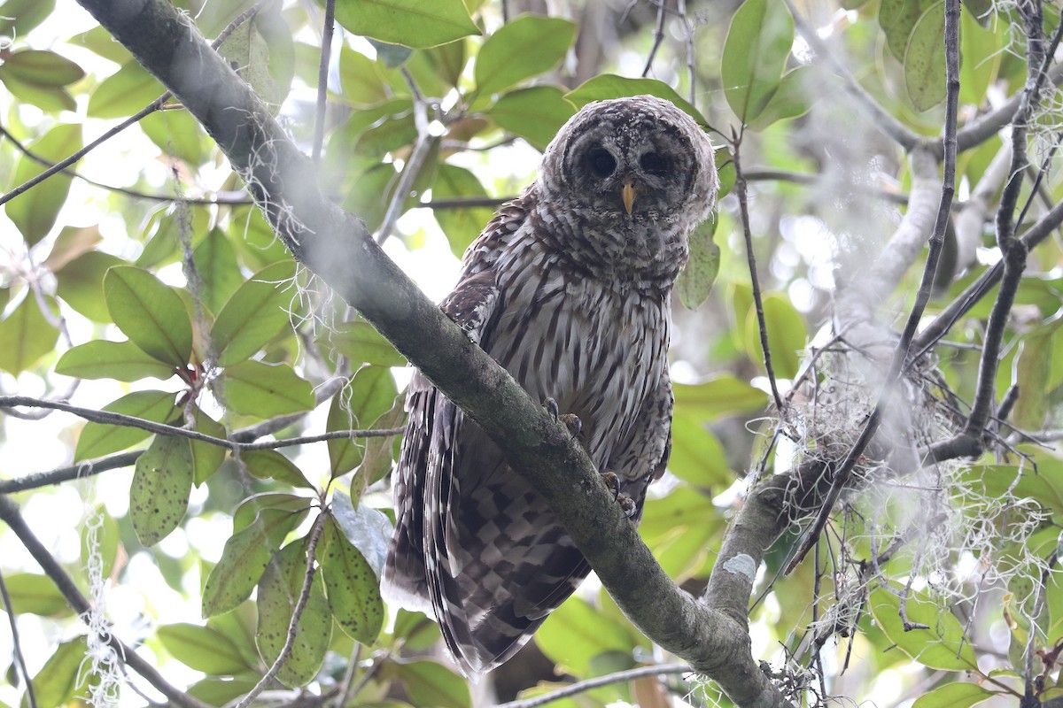 Barred Owl - ML608624333