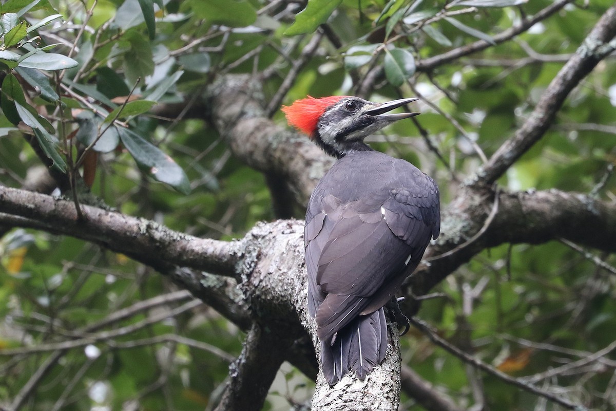 Pileated Woodpecker - ML608624339