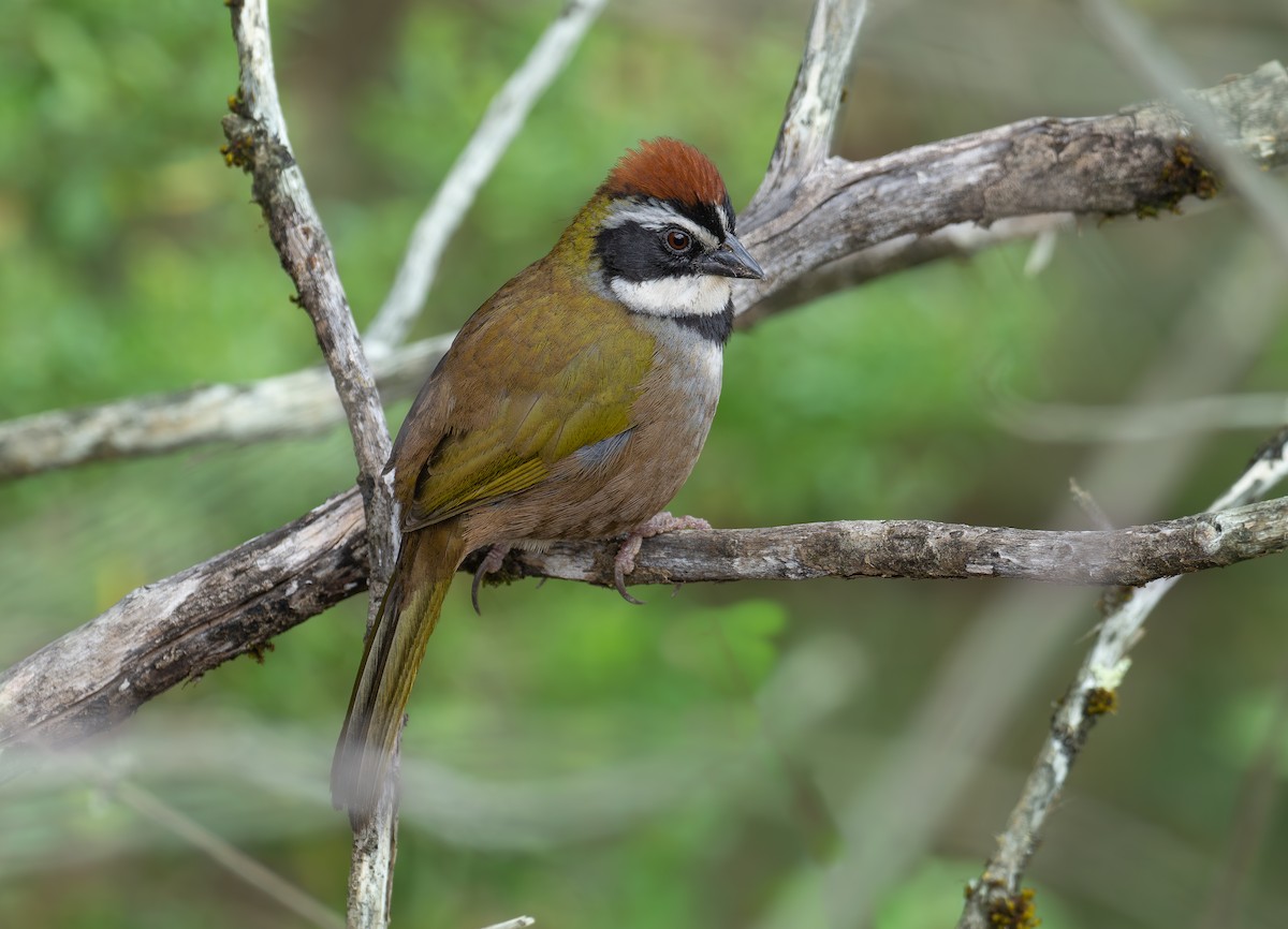 Collared Towhee - ML608624494