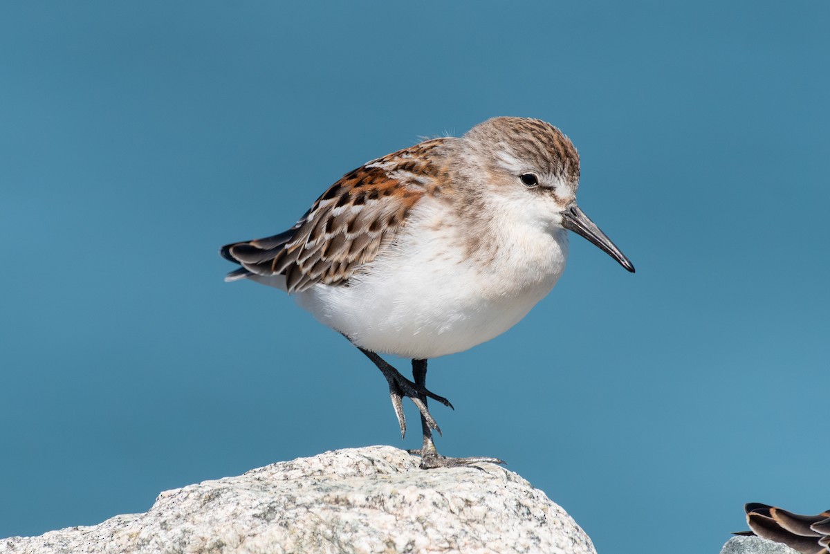 Western Sandpiper - ML608624539