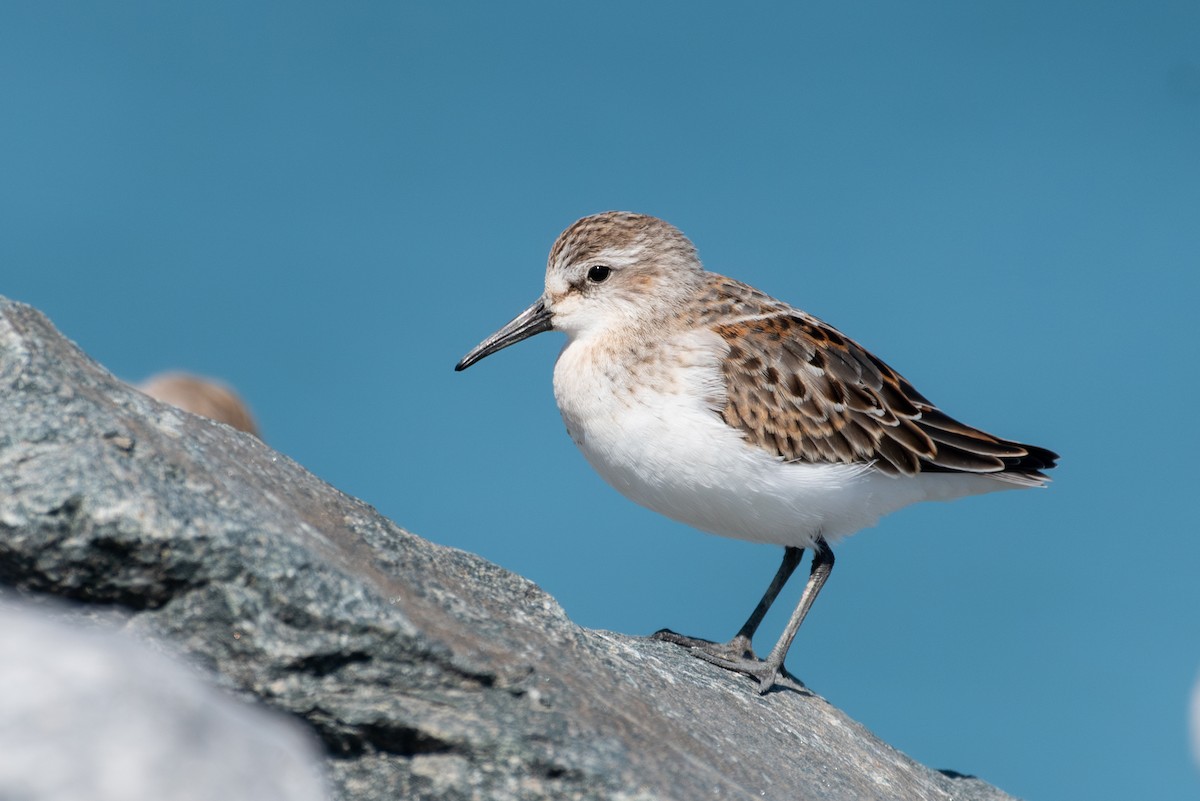 Western Sandpiper - ML608624540