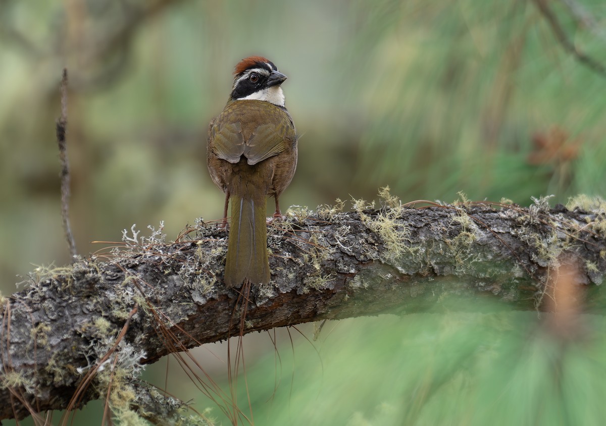 Collared Towhee - Alex Luna